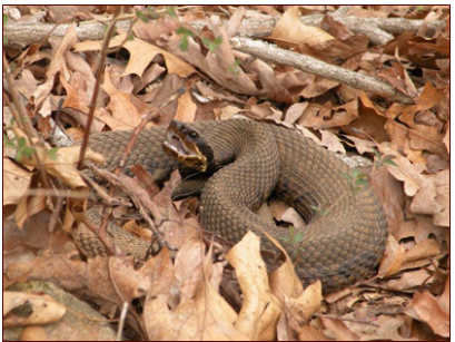 <p>venomous</p>
