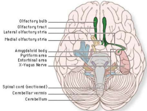 <p>Transmit the sense of smell. Outside of the CNS they are called olfactory nerves, and inside of the CNS they are called the olfactory tract. </p>