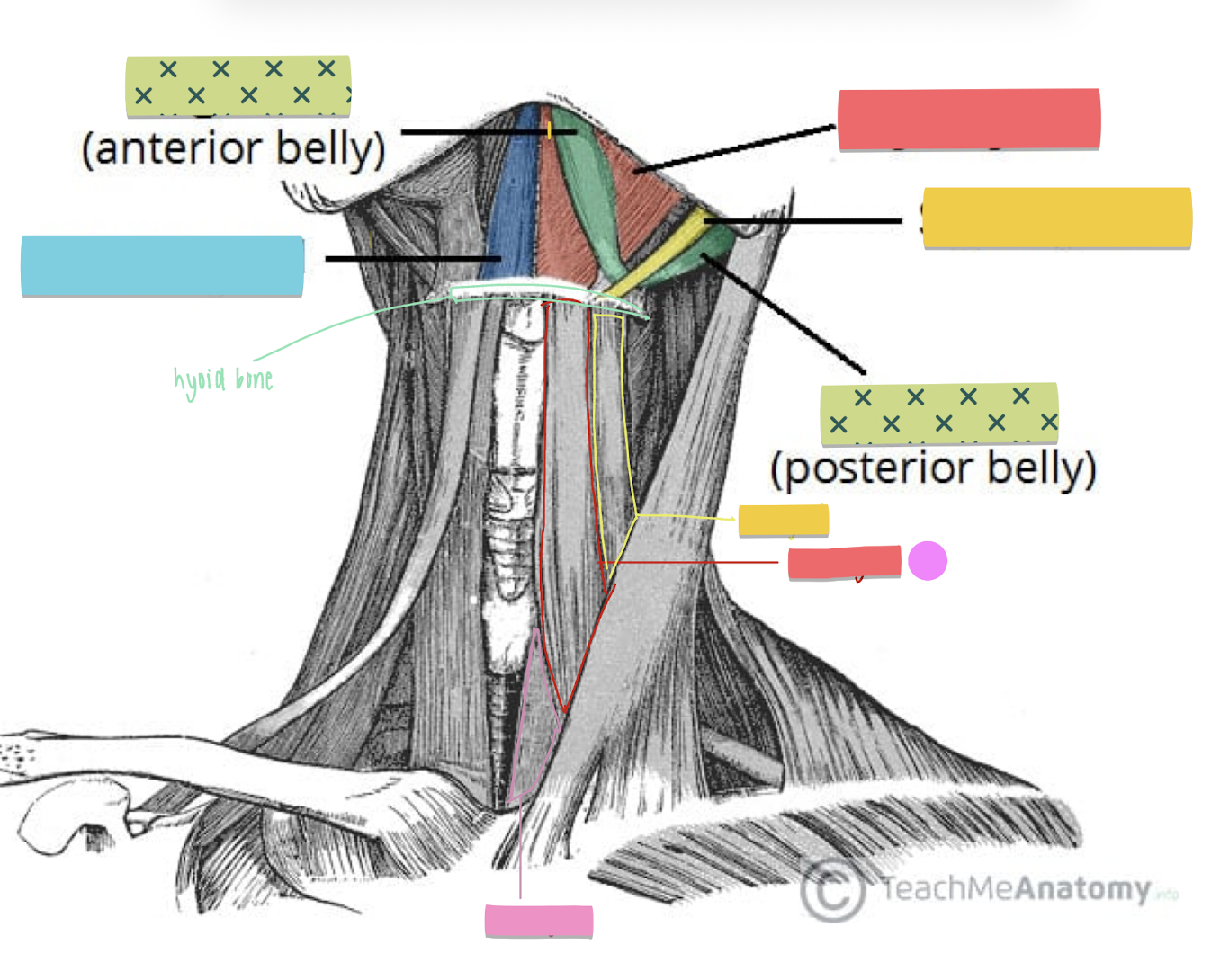 term image