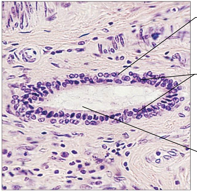 <p>Stratified cuboidal epithelium location:</p>