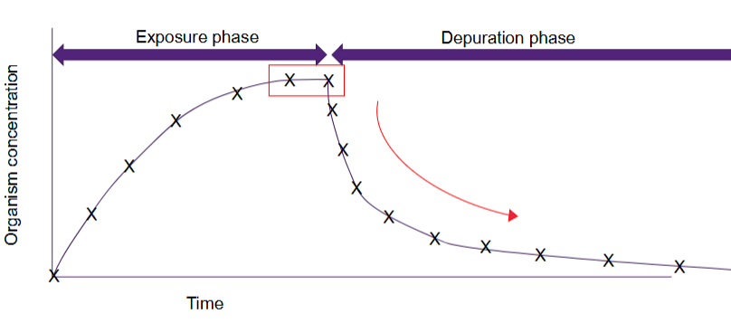 <ul><li><p>Exposure </p><ul><li><p>expose organisms to <u>></u> 2 text chemical concentrations and a control under flow through conditions </p></li><li><p>concentrations can be measure in fish and water until equilibrium or assigned time period ends</p></li></ul></li><li><p>Post-exposure (depuration)</p><ul><li><p>transfer organisms to water without test chemical </p></li><li><p>testing continues until concentration decrease by 95% or set time period has elapsed (i.e. twice a long as uptake phase)</p></li></ul></li></ul><p></p>