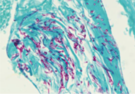 <p>what is this test, and what is it used for </p>