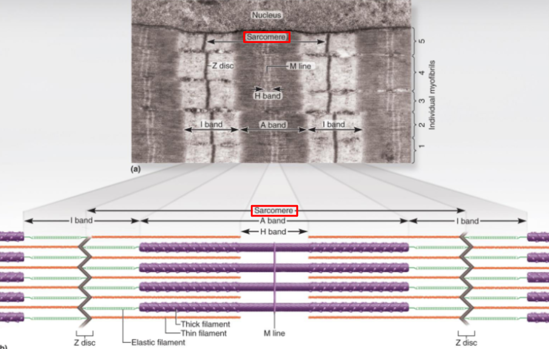 <p>The functional unit of the <strong>myofibril</strong></p><p></p><ul><li><p>Refers to the portion of a myofibril from <strong>one Z</strong>-<strong>disc</strong> <strong>to the next</strong></p></li></ul><p></p><ul><li><p>Constitutes <strong>one contractive unit</strong></p></li></ul><p></p><p><span style="color: red;">Muscles shorten because the individual sarcomeres shorten, thus <strong>pulling the Z-discs closer together</strong></span></p>