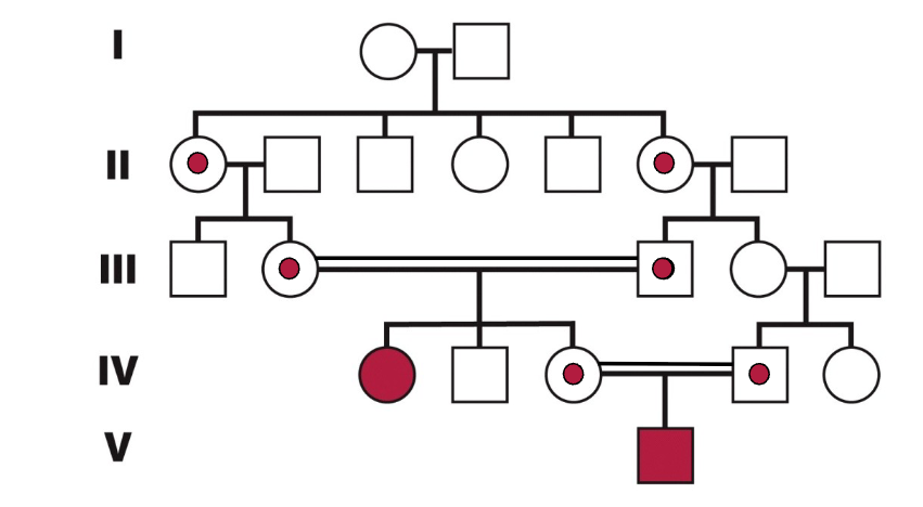 <p>- Affected individuals with homozygous recessive genotypes</p><p>- Unaffected heterozygous carriers</p><p>- Affected offspring born to unaffected carrier parents</p><p>- The use of carrier symbols to infer transmission through generations</p>