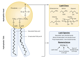 <p>Describe the structure of phospholipids</p>