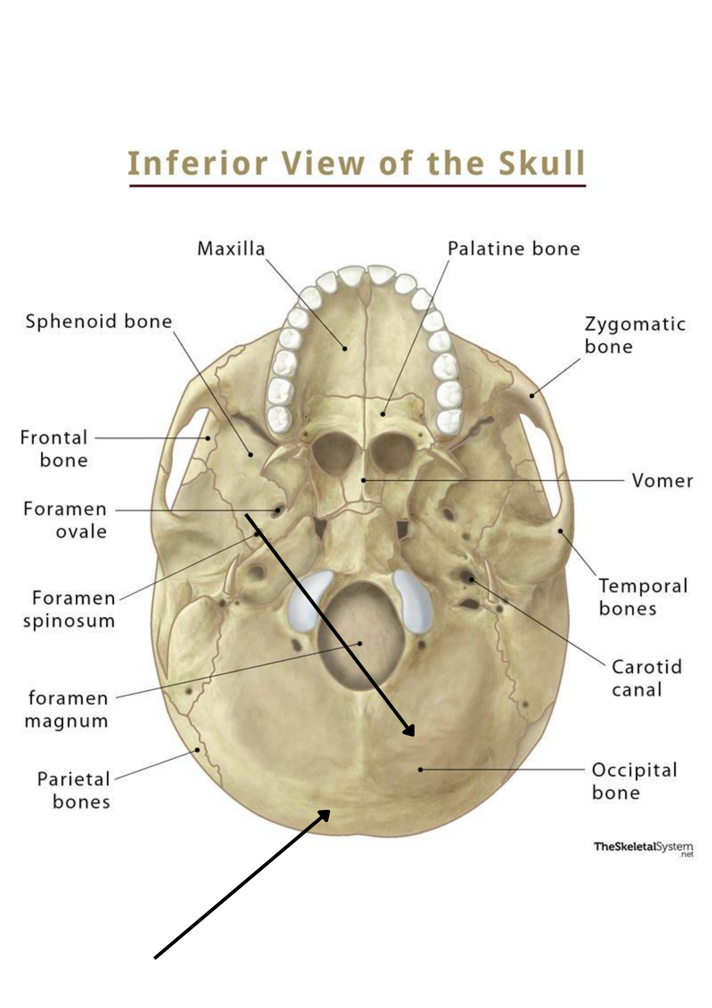 knowt flashcard image