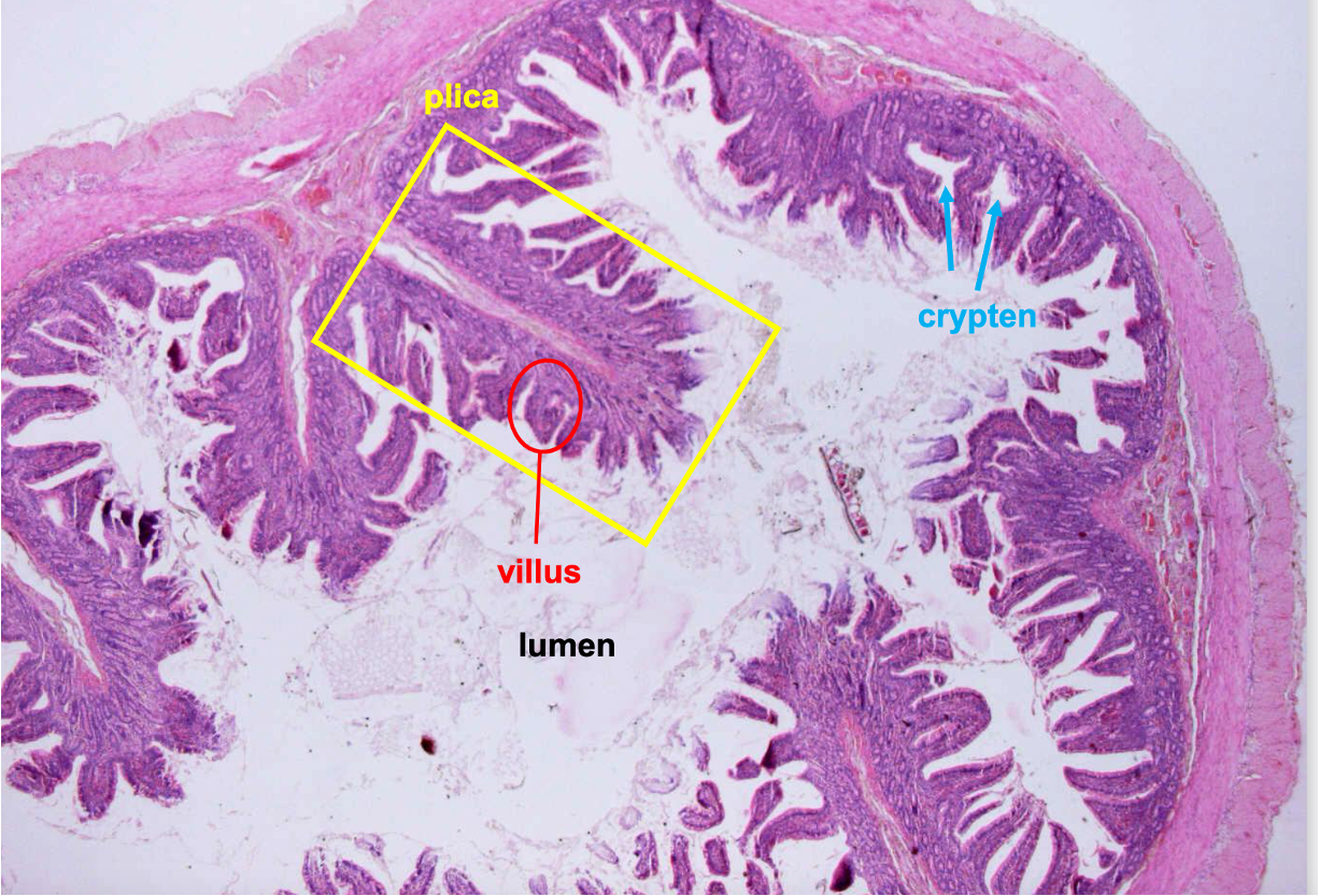 term image