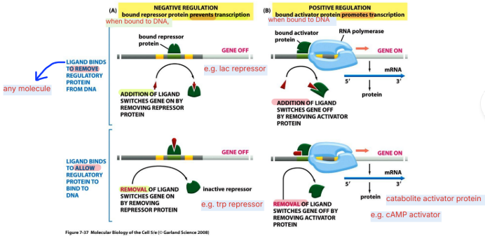 <p>Negative regulation: bound repressor prevents transcription</p><ul><li><p>ligand binds to remove protein</p></li><li><p>ligand binds to allow protein binding</p></li></ul><p>.</p><p>Positive regulation: bound activator promotes transcription</p><ul><li><p>ligand vinds to remove protein</p></li><li><p>ligand binds to allow protein binding</p></li></ul><p></p>