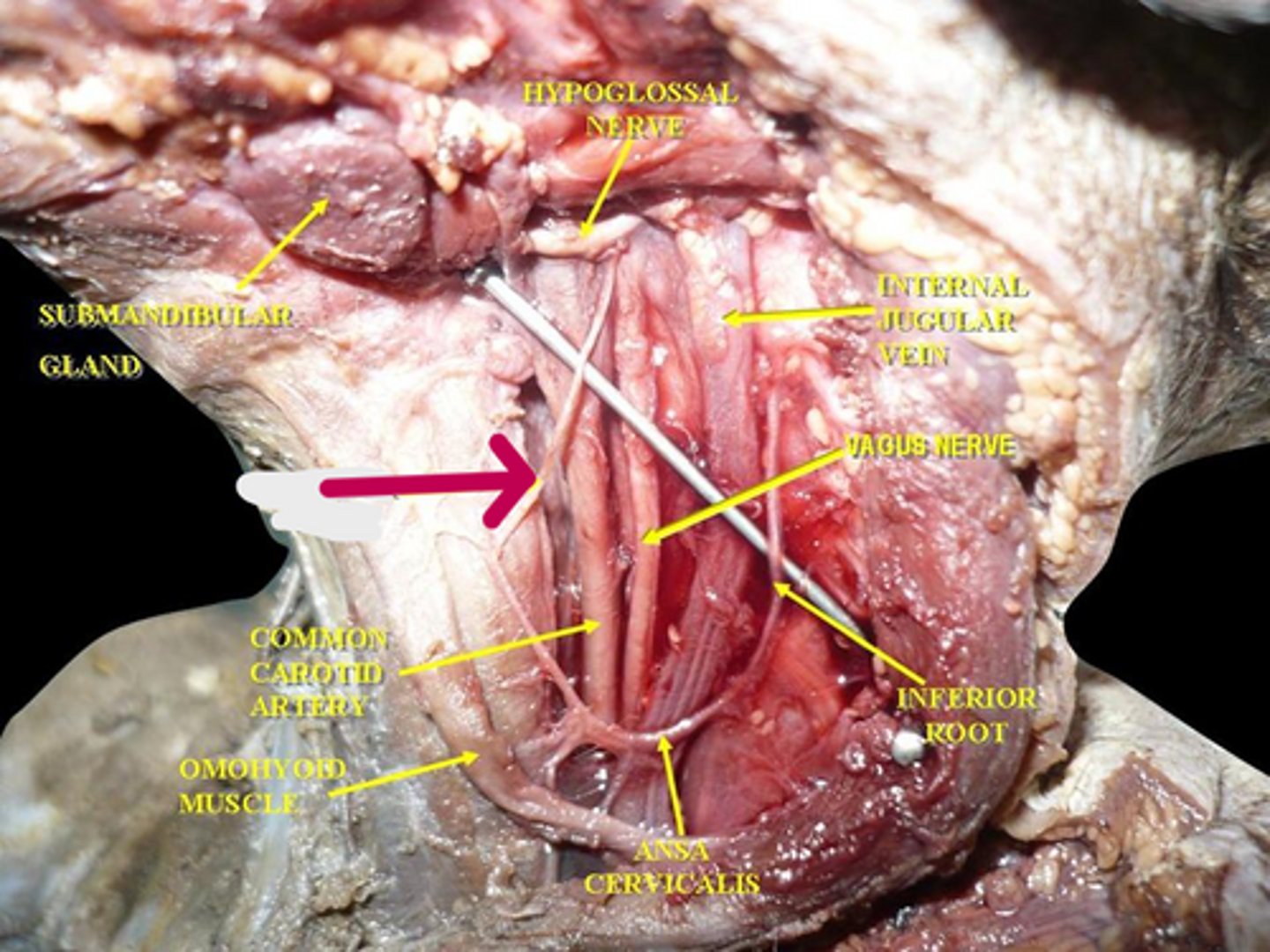 knowt flashcard image