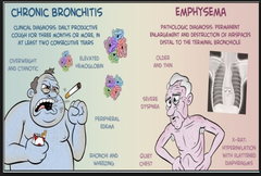 <p>Chronic bronchitis (hyperplasia of mucous cells, "blue bloater")</p>