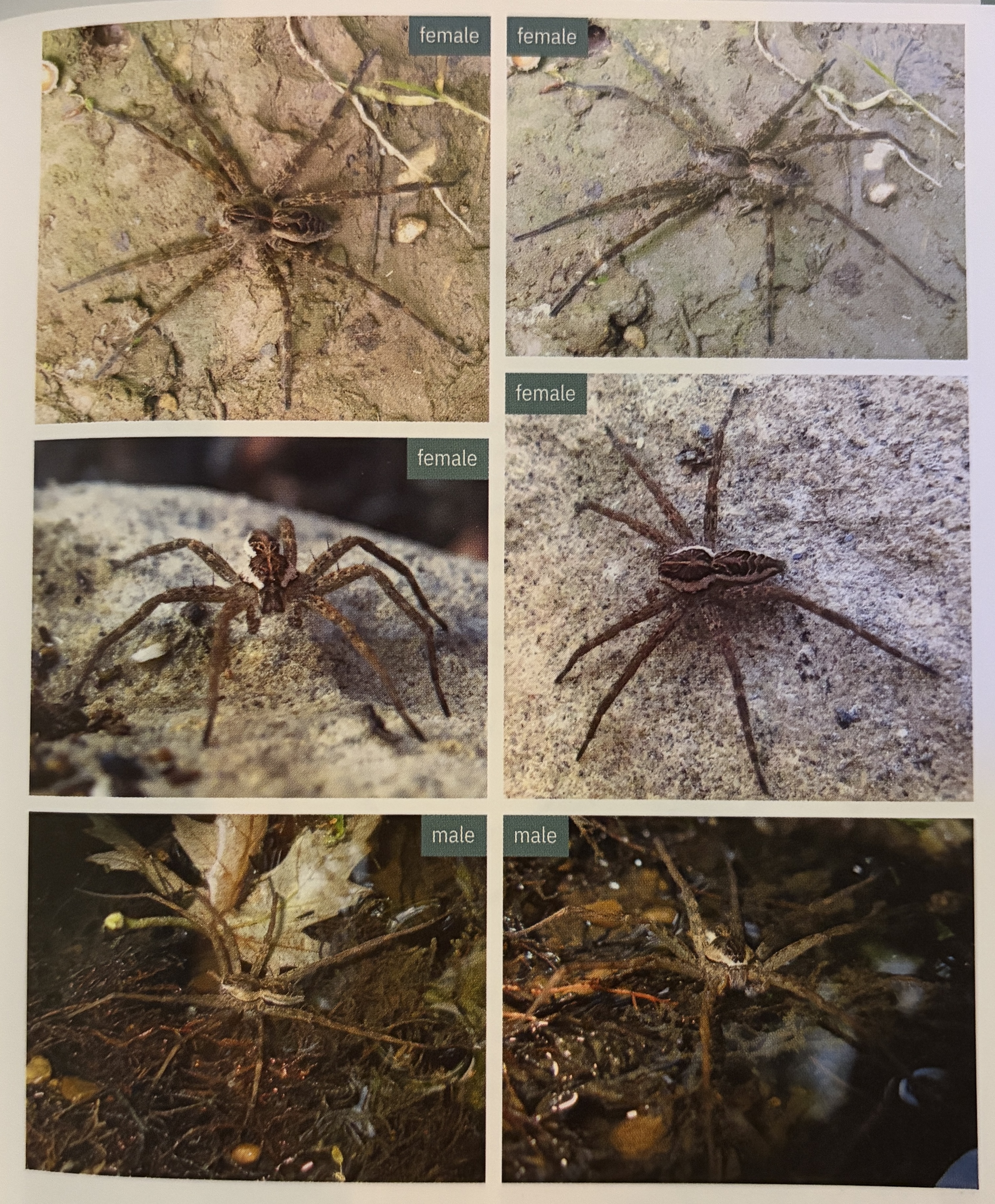 <p>Dolomedes scriptus - “striped fishing spider”</p><p>family: Pisauridae</p>