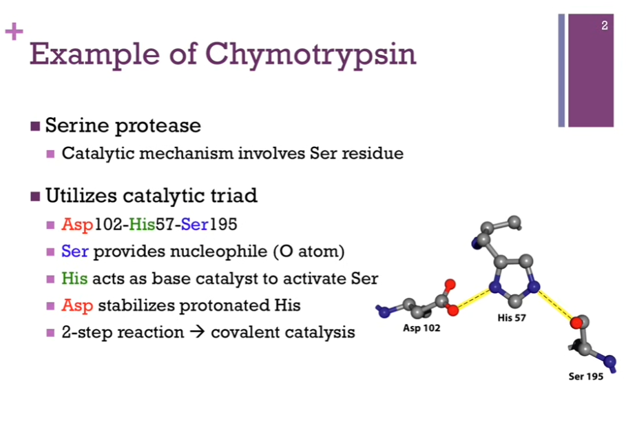 <p>Mechanism of the digestive enzyme, chymotrypsin. Good example for us to consider since in the course of it’s reaction, we’ll see several examples of different types of catalysts. Chymotrypsin is part of a large family of Ser proteases (proteases = digest proteins AKA it breaks peptide bonds!).</p><p>Chymotrypsin always involves a Serine residue. On left = catalytic triad that’s part of the active site!</p><p>Catalytic triad = Asp 102, His 57, and Ser 195! (HAS!). Their numbers indicate their position within their primary structure. Can see they are widely separated from each other in the primary structure BUT when the enzyme adopts it final tertiary fold, these amino acids are perfectly positioned within the active site.</p><p>Ser provides the nucleophile (O atom).</p><p>His acts as base catalyst to ACTIVATE Ser.</p><p>Asp stabilizes protonated His.</p><p>2-step reaction => <strong>covalent catalysis </strong>(<strong>enzyme forms a covalent bond with its substrate</strong>).</p>