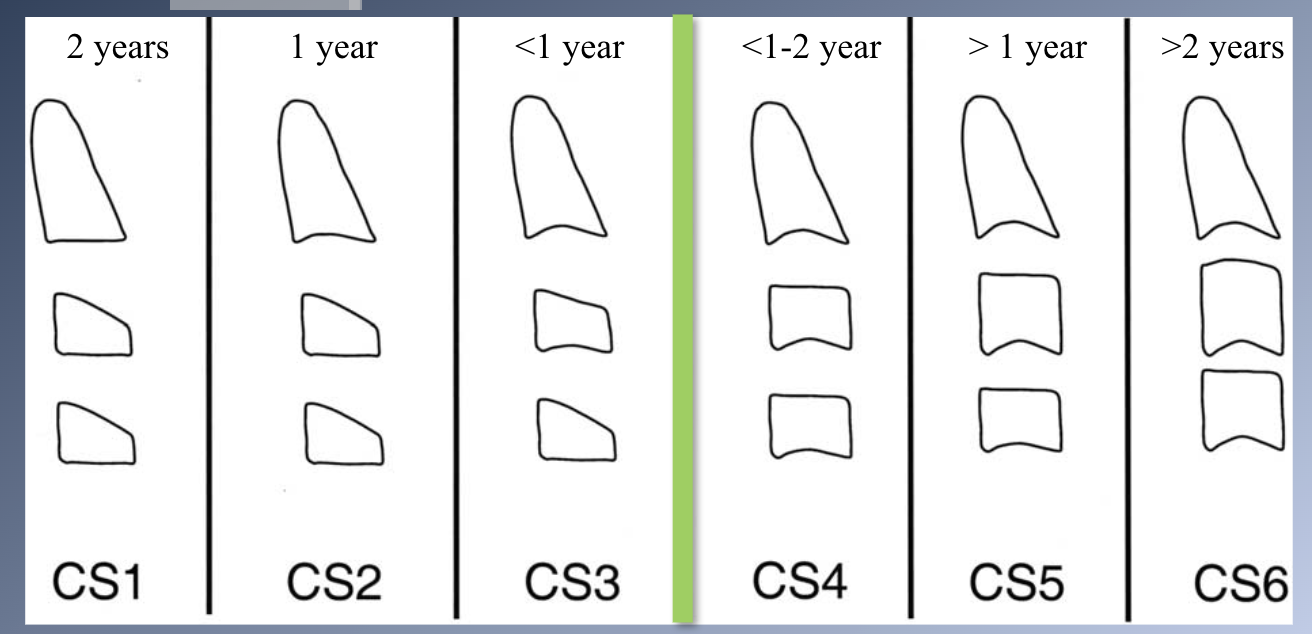 <p><span>1. Evaluation of changes in the shape and size of cervical vertebrae.</span></p>