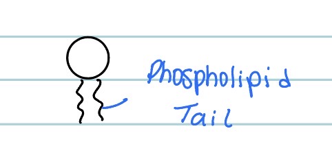 <p>The tail</p>
