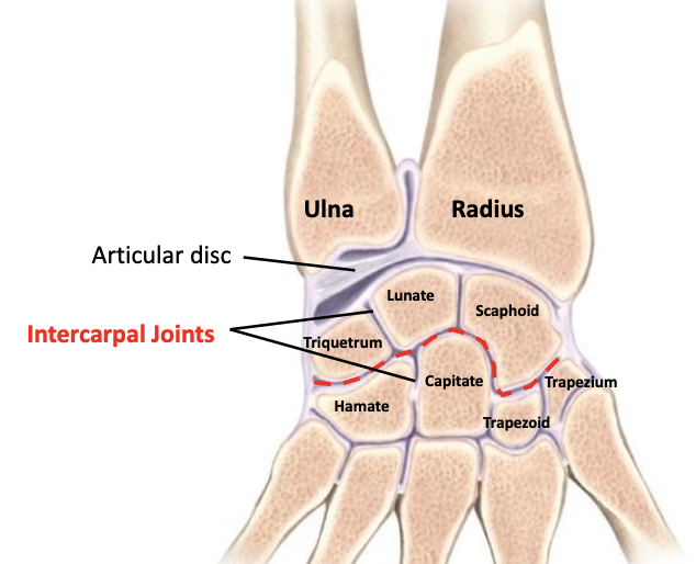 <p>Synovial plane</p>