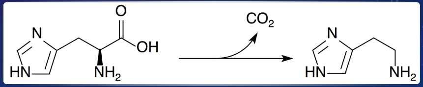 <p>histamine is a basic amine derived from histidine by histidine decarboxylase </p>