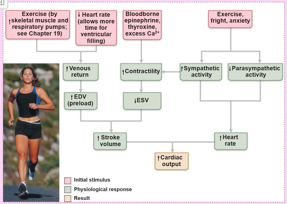 <p>hypertension increases afterload (pressure), resulting in increased ESV and reduced SV</p>