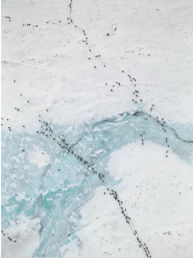 <ul><li><p>white “empty” space → drill for oil & minerals</p></li><li><p>images are striking & explain what you can see</p></li><li><p>animals migrating & footsteps are in the snow</p></li><li><p>counters the idea that the artic is empty</p></li><li><p>was able to amplify activist voices</p></li><li><p>destroying the herd directly threatens the physical, cultural, and spiritual survival of Indigenous communities who have relied on them for thousands of years.</p></li></ul><p></p>