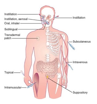 <ol><li><p>Intravenous (IV) injection</p></li><li><p>Intraperitoneal (IP) injection</p></li><li><p>Intramuscular (IM) injection</p></li><li><p>Subcutaneous (SC) </p></li><li><p>Oral administration </p></li><li><p>Sublingual administration </p></li><li><p>Intrarectal administration </p></li><li><p>Inhalation </p></li><li><p>Topical administration</p></li><li><p>Intracerebral administration</p></li><li><p>Intracerebroventricular (ICV) administration</p></li></ol><p></p><p></p>
