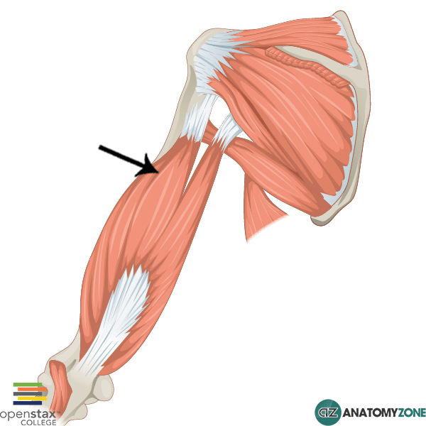 <p>Triceps brachii </p>