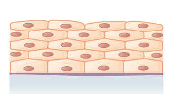 <p>What kind of epithelium is this?</p>