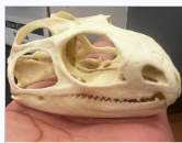 <p>What skull is this and what is it’s dentition</p>