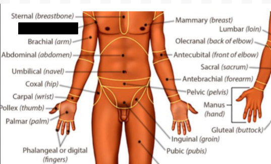 <p>what anatomical region is this?</p>