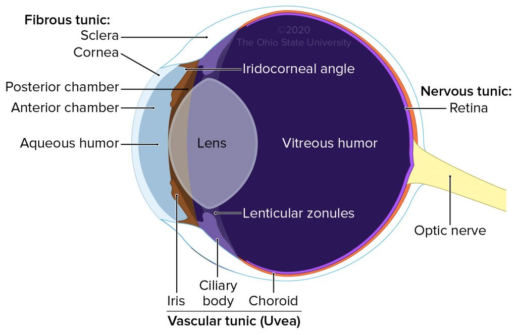 <p>Innermost layer containing photoreceptors and neurons</p>