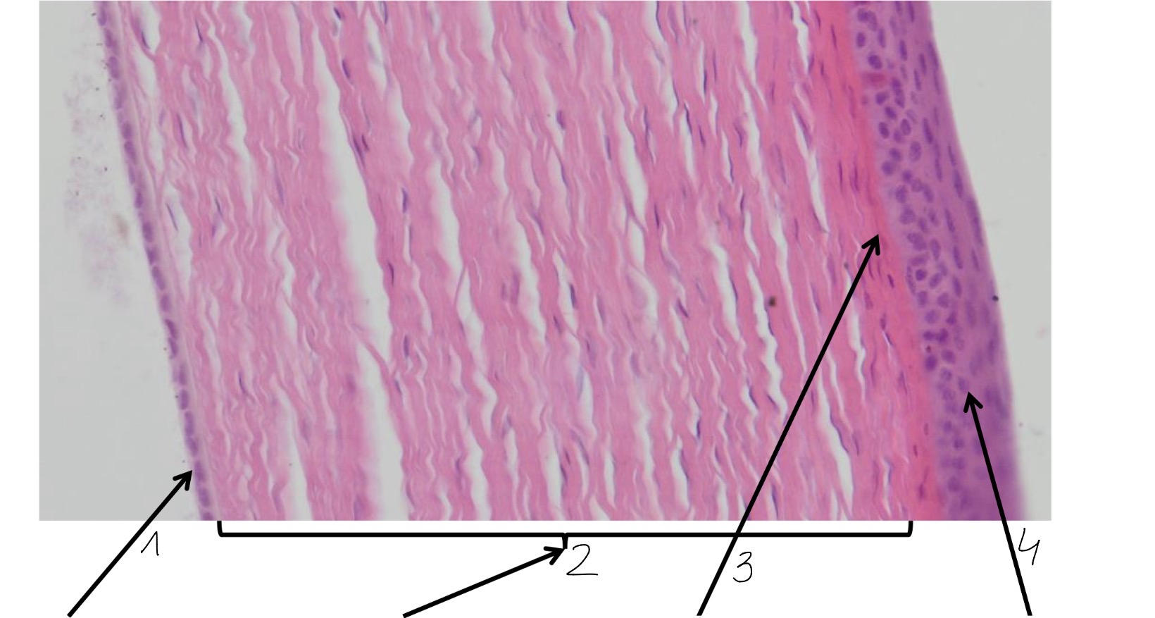 <p>4</p>