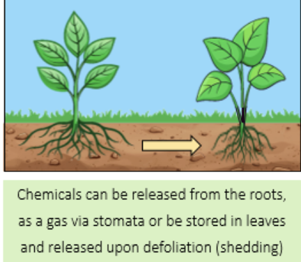 <p>a biological interaction whereby an organism releases chemicals that influence the growth and survival of another organism, occurs mainly in plant species </p>