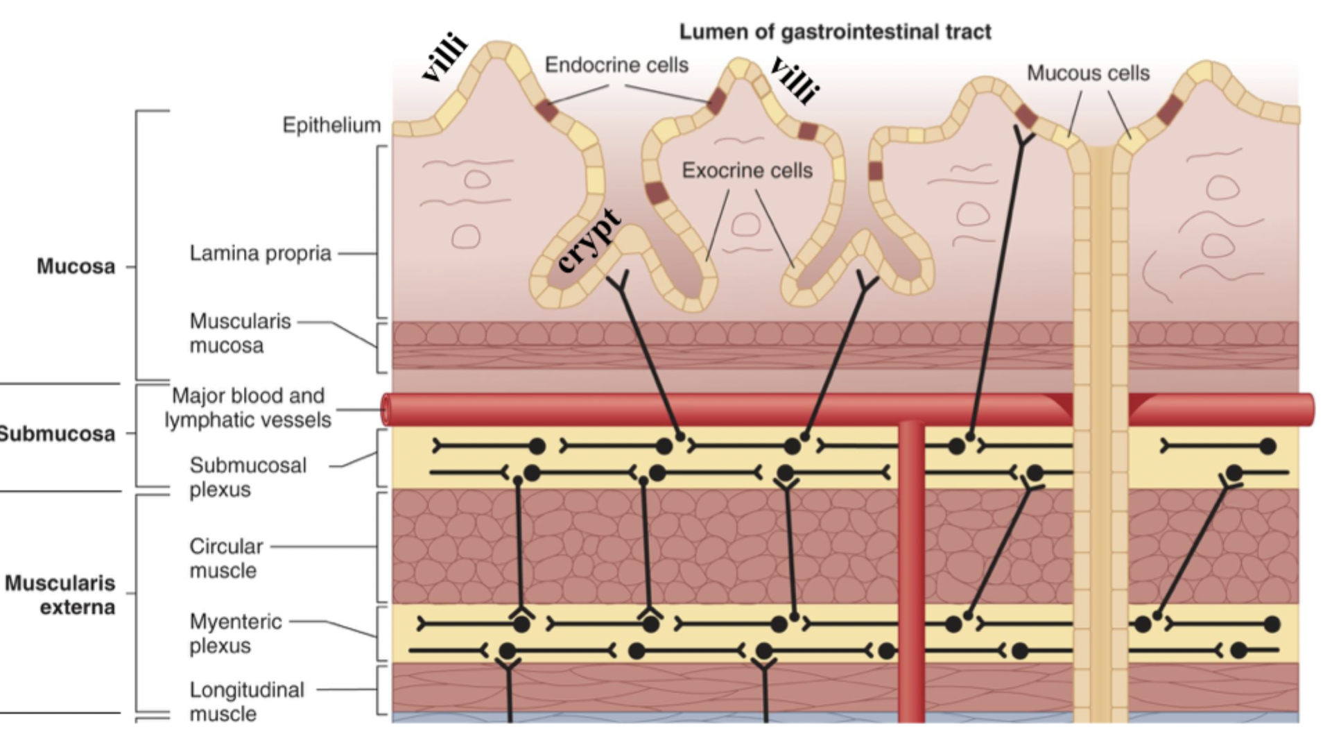 <p>Circular muscle - changes diameter of GI tract wall</p><p>Myenteric plexus - communicates with submucosal plexus, engages in ENS control of circular and longitudinal smooth muscle and muscularis mucosa</p><p>Longitudinal layer - shortens and lengthens</p>