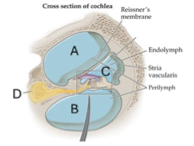<p>Which part of the ear is the [I will pick one]?</p>
