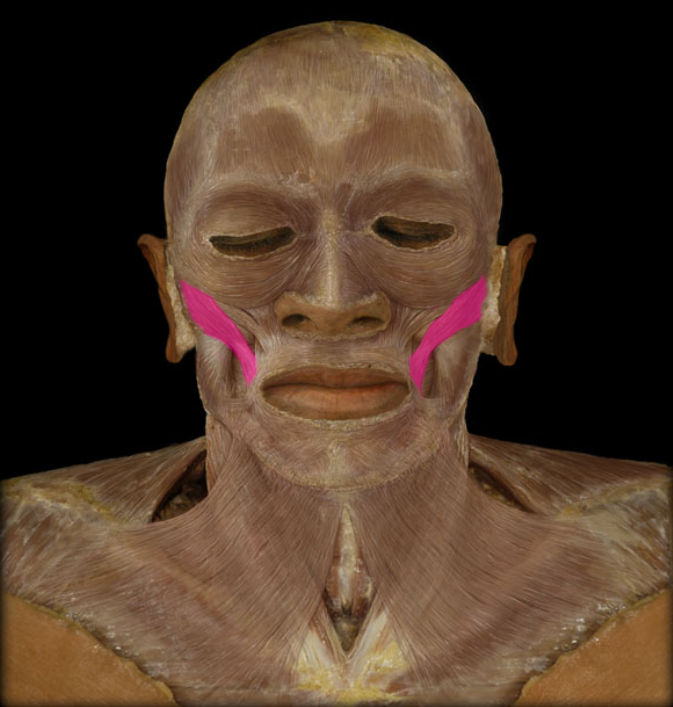 <p>action: elevates corner of mouth (smiling, laughing)</p>