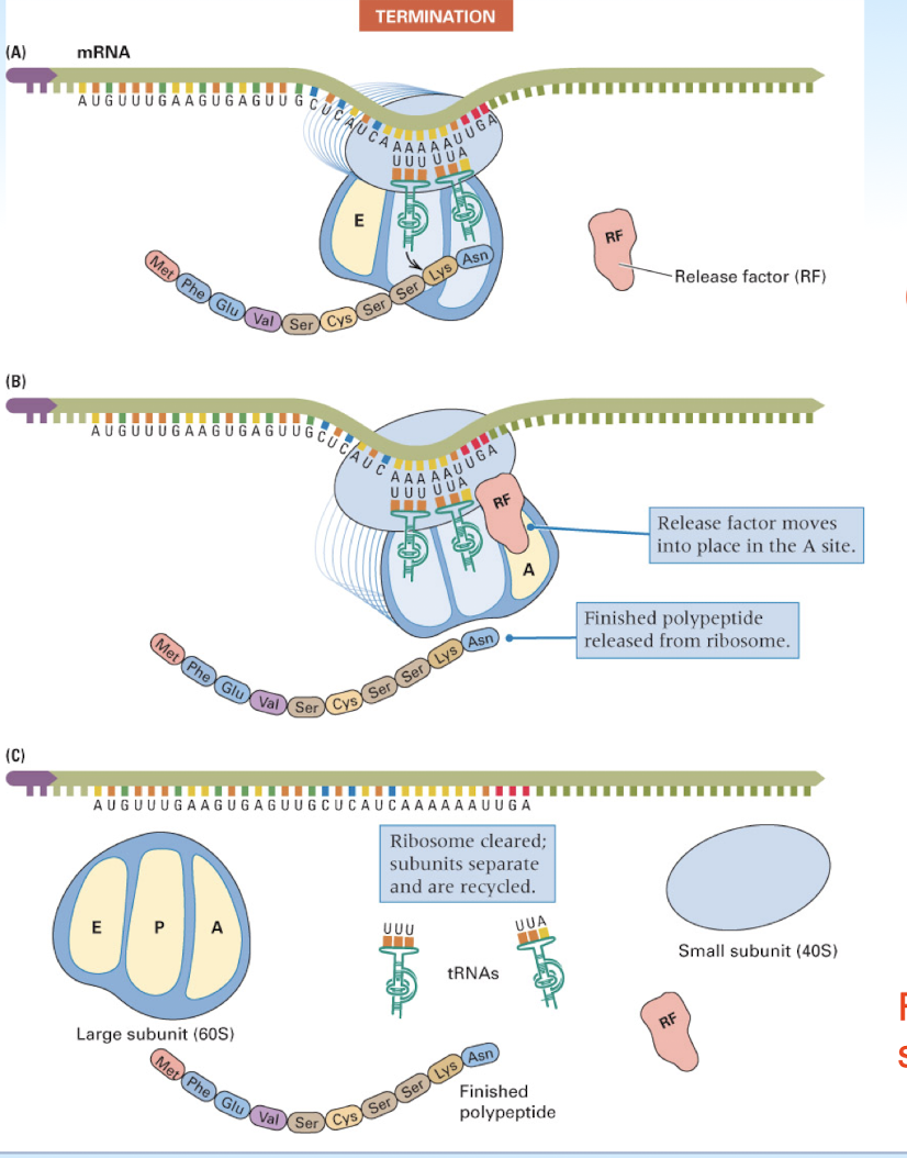 <p>a stop codon is reached</p>