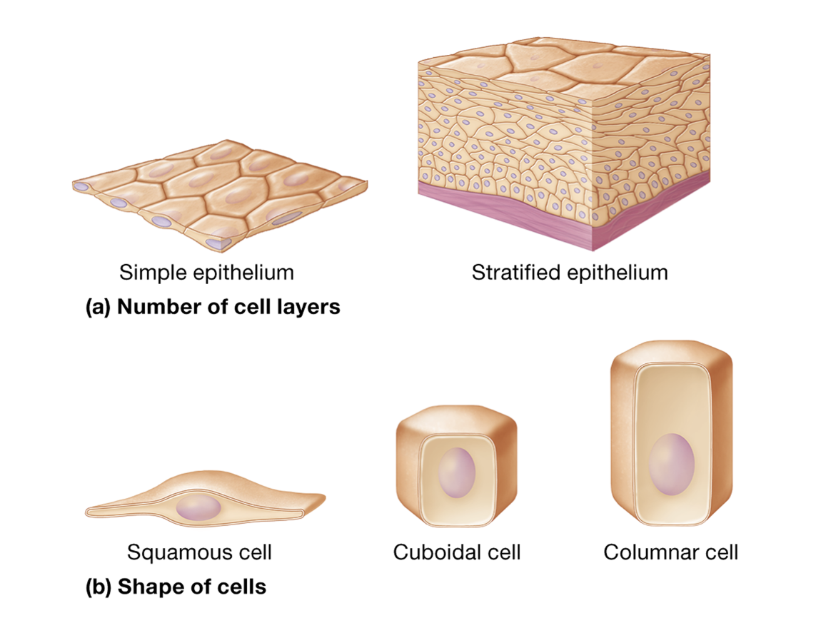 <p>where are epithelial tissues found </p>