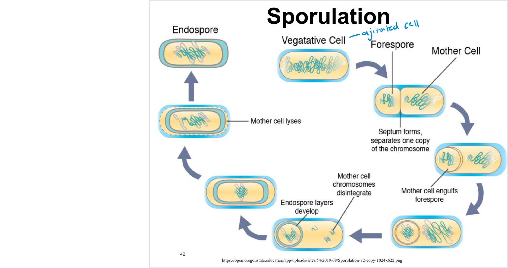<p>sporulation</p>