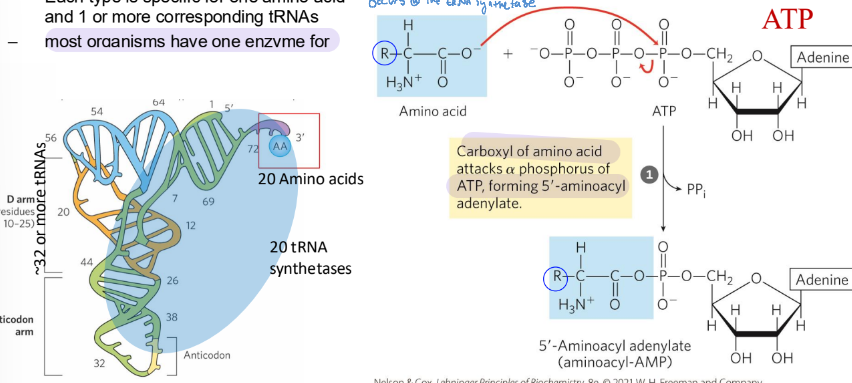 <ul><li><p>tRNAs are charged when attaching their amino acid (aminoacylated) </p></li><li><p>aminoacyl-tRNA synthetases esterify the 20 AA to their corresponding tRNAs</p></li><li><p>each is specific for 1 amino acid and 1 or more corresponding tRNAs</p></li><li><p>occurs in the cytosol</p></li><li><p>ATP activates the carboxyl group of each AA</p></li></ul><p></p>