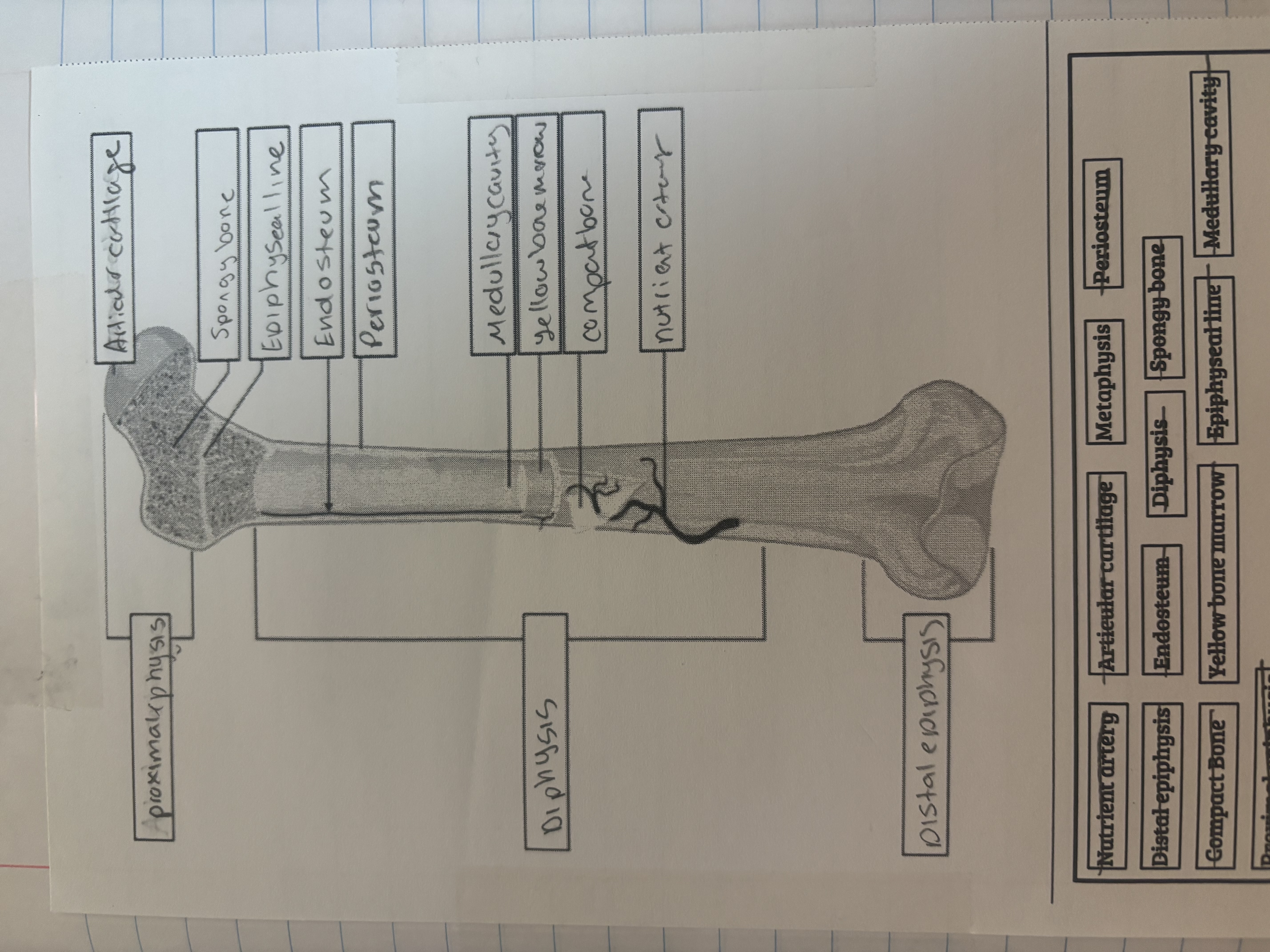 knowt flashcard image