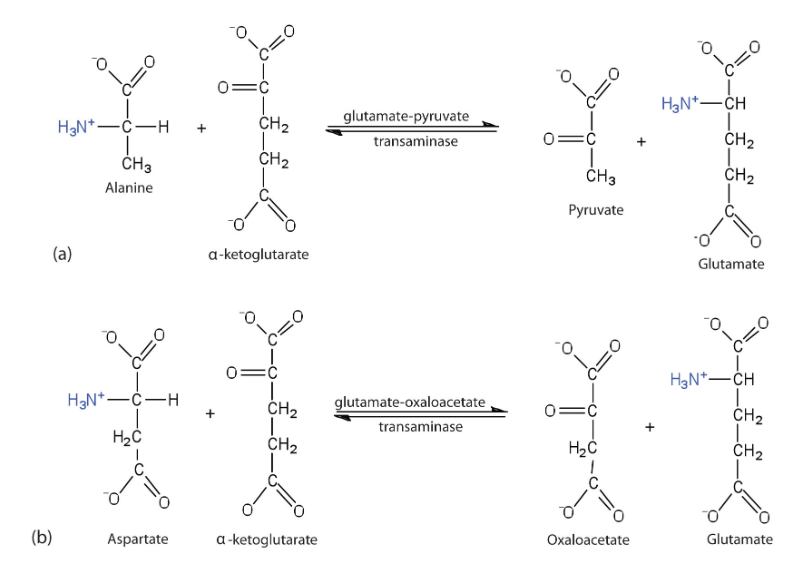 <p>What is a critical structural concept underpinning nitrogen metabolism </p>