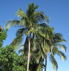 <p>Native to the Philippines and widely distributed throughout tropical coasts worldwide; conservation status: not endangered. Most easily identified by its tall unbranched trunk topped with a crown of long feather-like fronds and large fibrous fruits (coconuts) that are one of the most economically important plant products in tropical regions.</p><p>A tall evergreen palm typically growing 20–30 meters tall, occasionally up to 35 meters, with a slender slightly curved trunk about 0.3–0.6 meters in diameter. The trunk is gray to brown with ringed leaf scars and may be smooth or slightly rough with age. It has a fibrous root system with no taproot, forming dense lateral anchoring roots suited for sandy coastal soils. It does not branch; a single growing point produces a crown of leaves. Leaves are pinnate, 3–6 meters long, arching and feather-like with numerous narrow leaflets arranged along a central rachis. Flowers are small, yellowish, borne in large branched inflorescences emerging from the leaf axils. Fruits are large fibrous drupes containing a hard seed with coconut water and meat, dispersed naturally by water.</p><p>One of the most important multipurpose palms, used for food (water, meat, oil), building materials, fiber (coir), and traditional crafts. No significant toxicity in edible parts, though husk and shell are indigestible. In landscape applications, it is best suited for coastal areas, parks, resorts, and large open landscapes where its tall vertical form and wind tolerance are useful; it should be spaced widely due to large crown spread, falling heavy fruits, and root competition, making it ideal as a coastal and agricultural landscape tree rather than a tight urban street tree.</p>