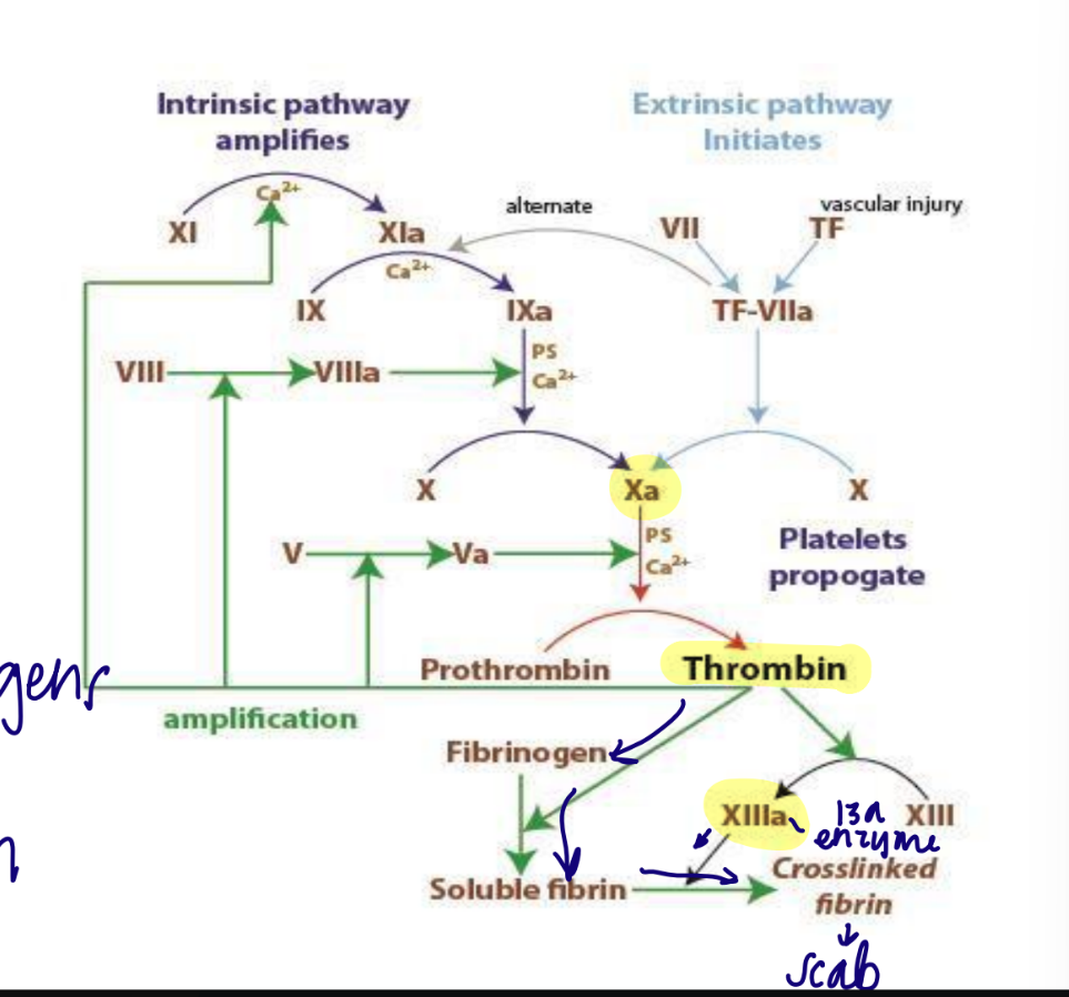 <p>Direct factor Xa inhibitors → no thrombin formation</p><p>side effect: hemorrhage</p>