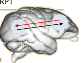 <p>Higher order theories (frontal cortex important)</p>