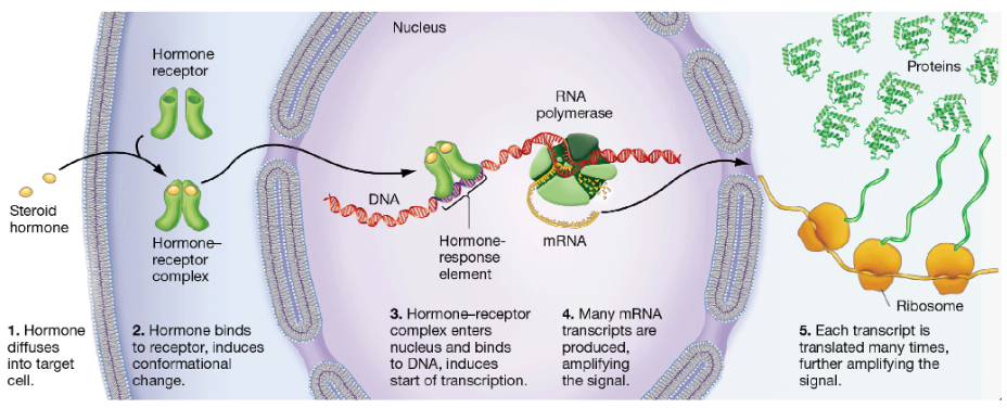 <p>Step-by-step: how do steroid hormones affect target cells?</p>