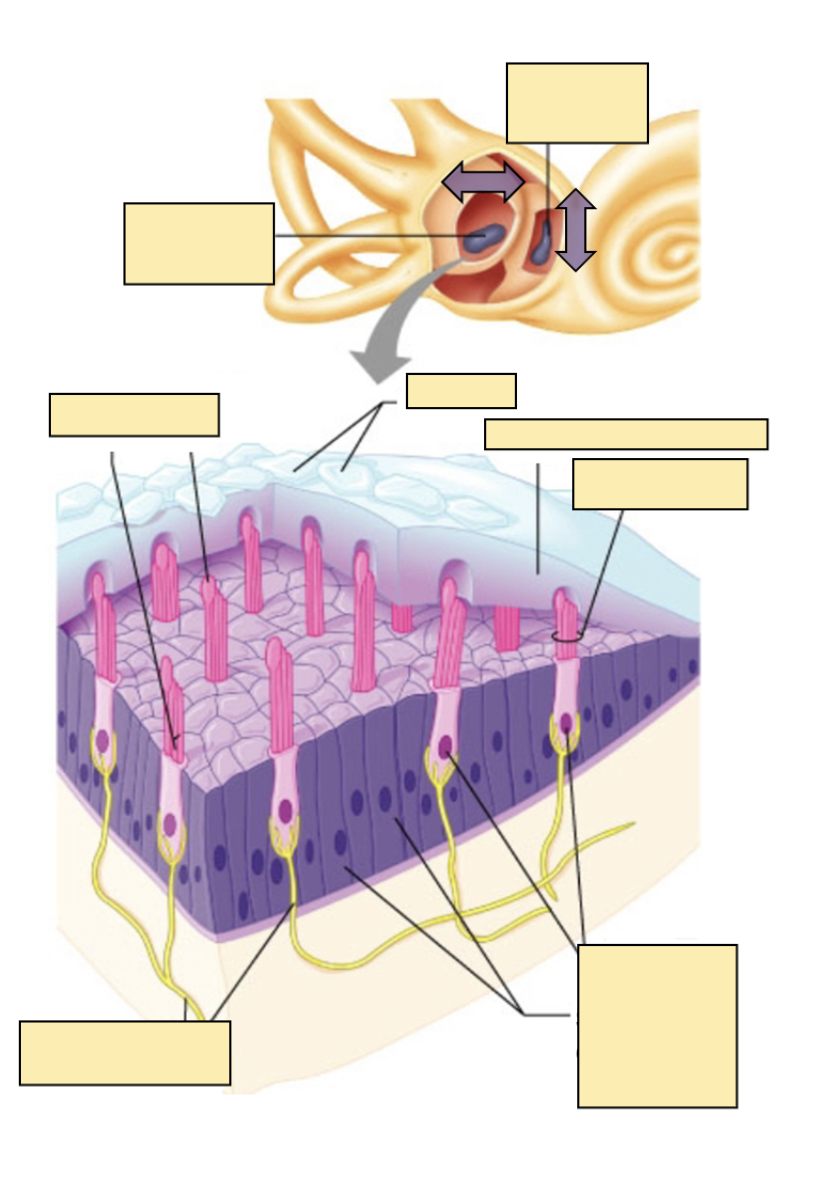 <p>Diagram of otolithic organs [Image]?</p>