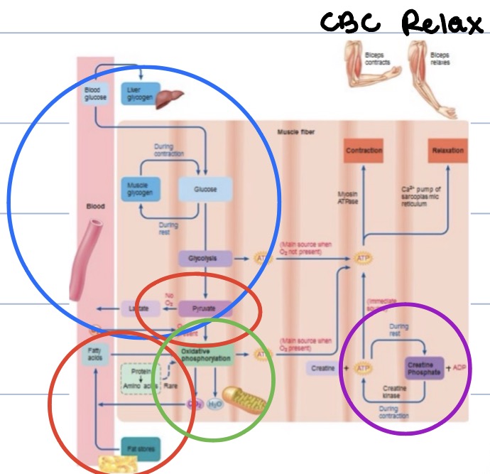 <ul><li><p><span style="color: rgb(153, 17, 251);">1. Creatine Phosphate</span></p></li><li><p><span style="color: rgb(37, 18, 242);">2. Glycolysis</span></p></li><li><p><span style="color: rgb(250, 14, 14);">3. Kreb’s Cycle</span></p></li><li><p><span style="color: rgb(9, 155, 19);">4. Oxidative Phosphorylation</span></p></li></ul><p></p>