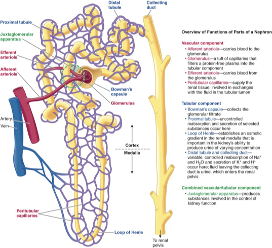 <p><span>carries blood that must be cleaned through the nephron</span></p>