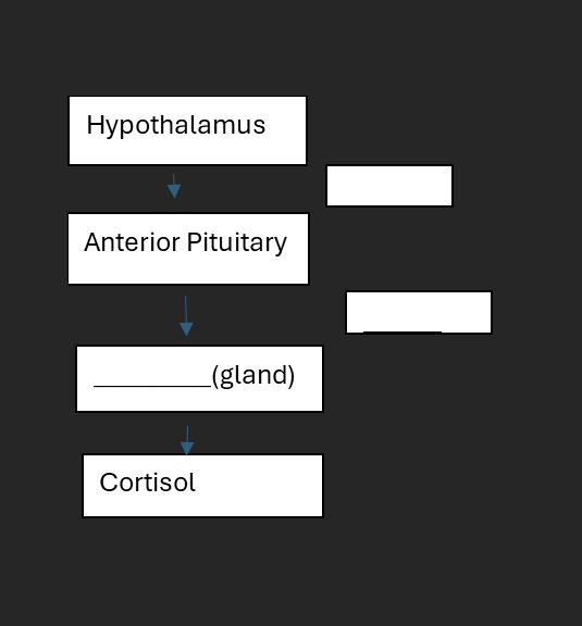 <p>What hormone is produced to trigger the anterior pituitary in this cascade (think about female repro)?</p>