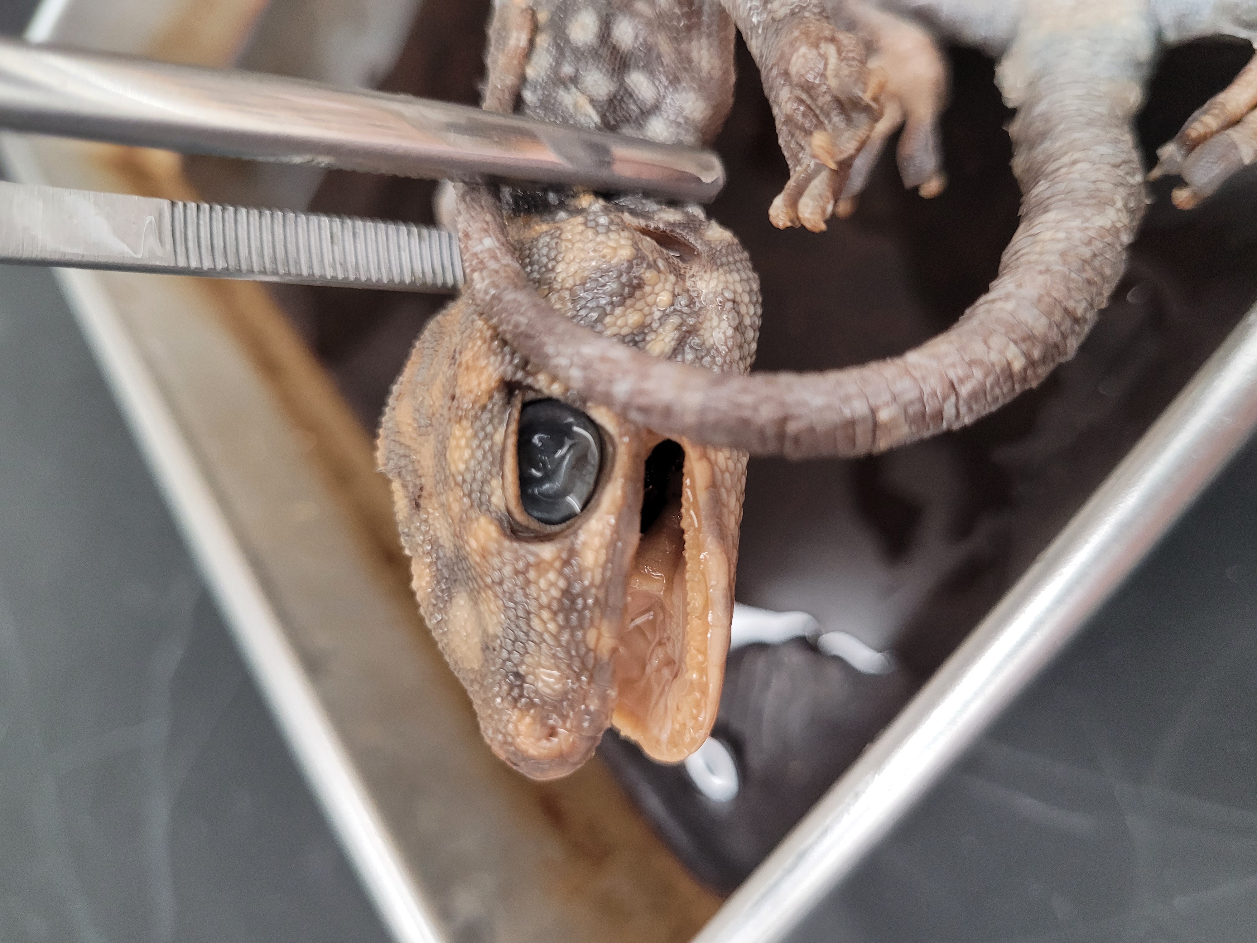 <p>What is the name of this species</p>