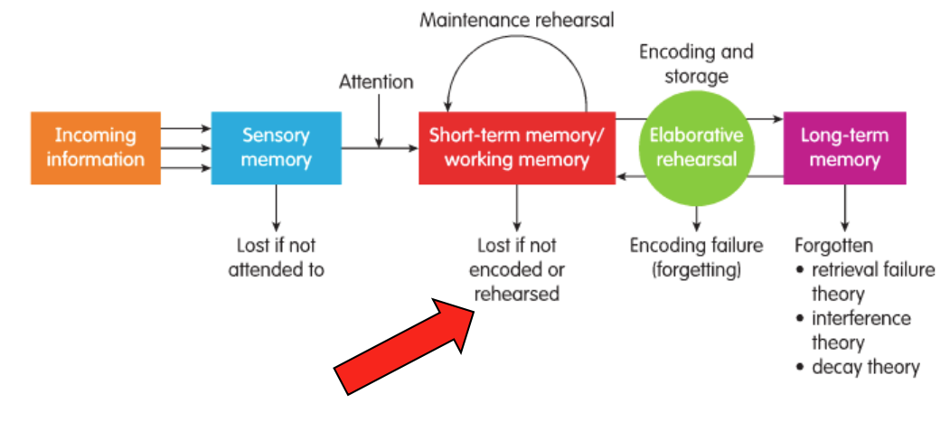 <ul><li><p>Process whereby information is stored, consolidated + retrieved</p></li><li><p>Several types (or stores) with different properties: sensory, <strong>short-term/working</strong> + long-term</p></li></ul><p></p>