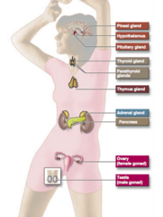 <p>neural- hypothalamus sends action potential to releases hormone, epinephrine released from adrenal medulla</p><p>hormonal- tropic hormones release other hormones, ACTH stimulates release of cortisol from adrenal cortex</p><p>humoral- blood component release hormone, glucose triggers release of insulin, lack of glucose triggers release of glucagon</p><p>will attempt to compensate for insufficiencies</p>